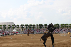 Saumur-cheveux-dressage